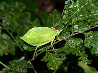 insekt, sonden, Costa Rica, Mellemamerika, Sydamerika, Tropical, regnskoven
