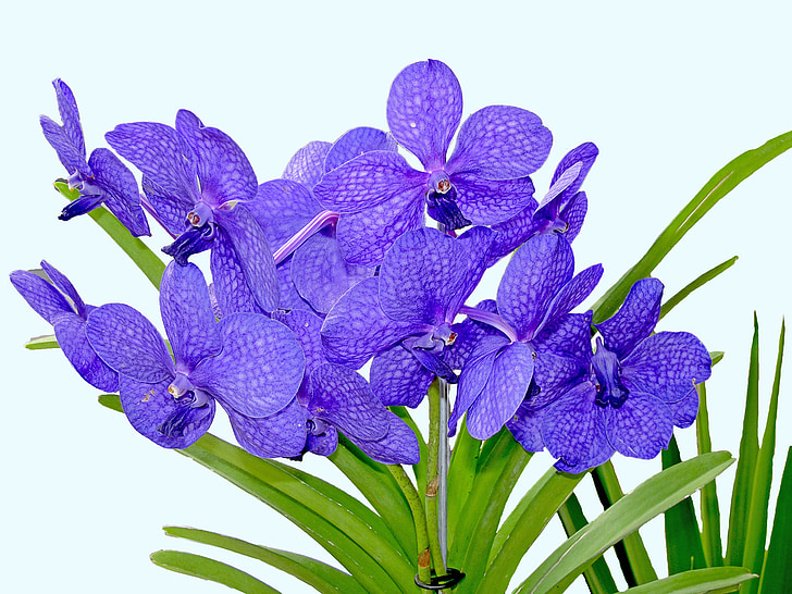 Orchid, plante, blomst, fuchsia