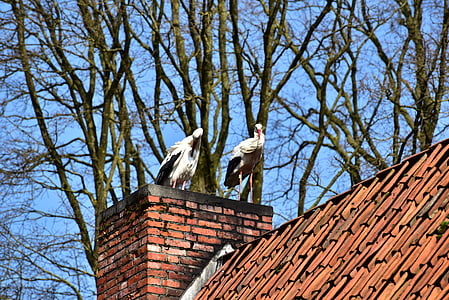 Stork, svart hvitt, Bill, rangle stork, hvit stork, natur, stolthet