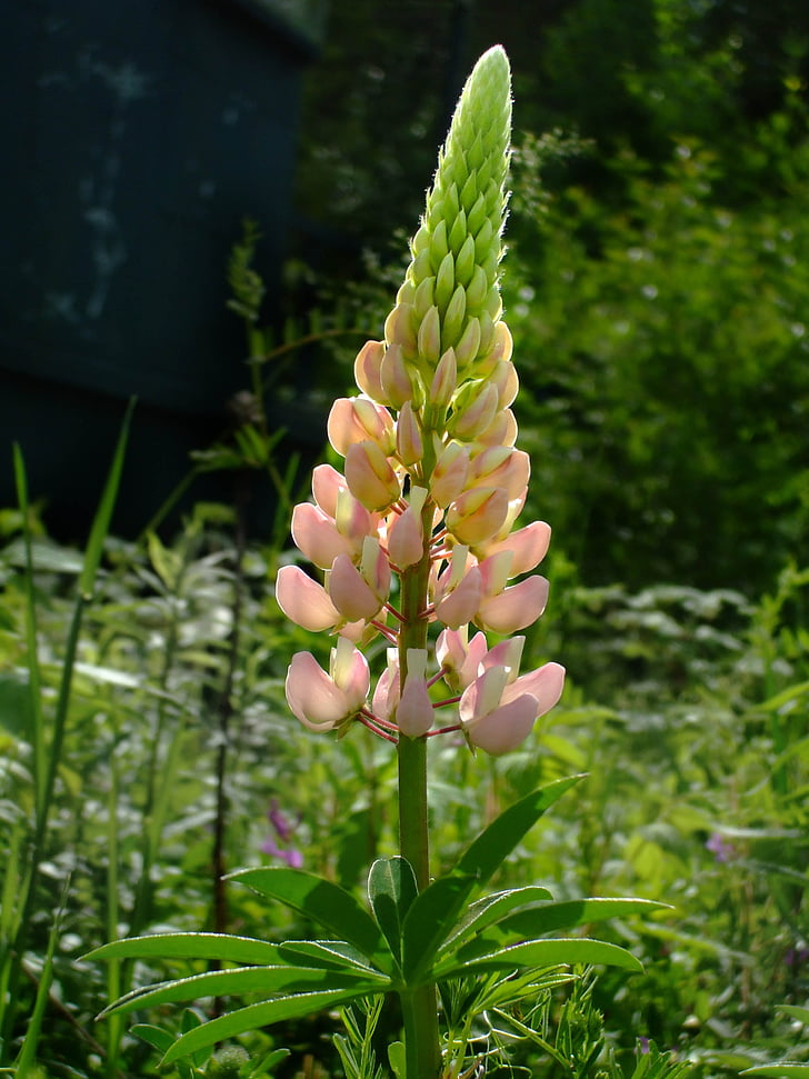 lupin, peach, back lit, wildflower, spring, nature, plant