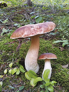 mushrooms, nature, boletus