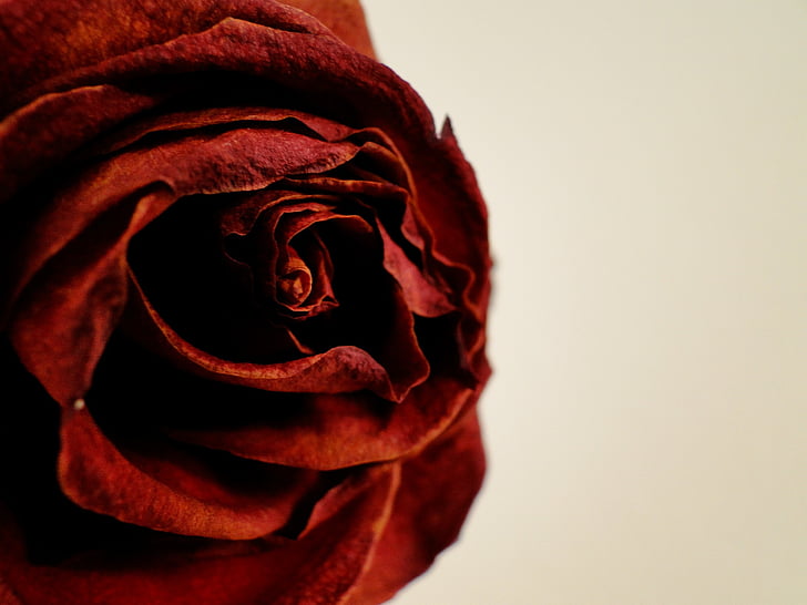 Rózsa, piros, szerelem, romantika, Rose - virág, szirom, virág
