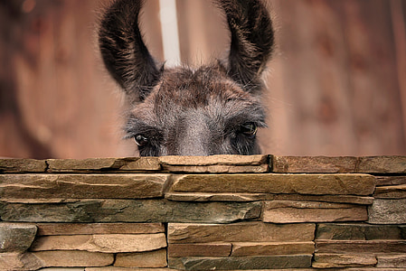 Lama, Lama đầu, lạc đà, đôi mắt, tai, chú ý, màu nâu