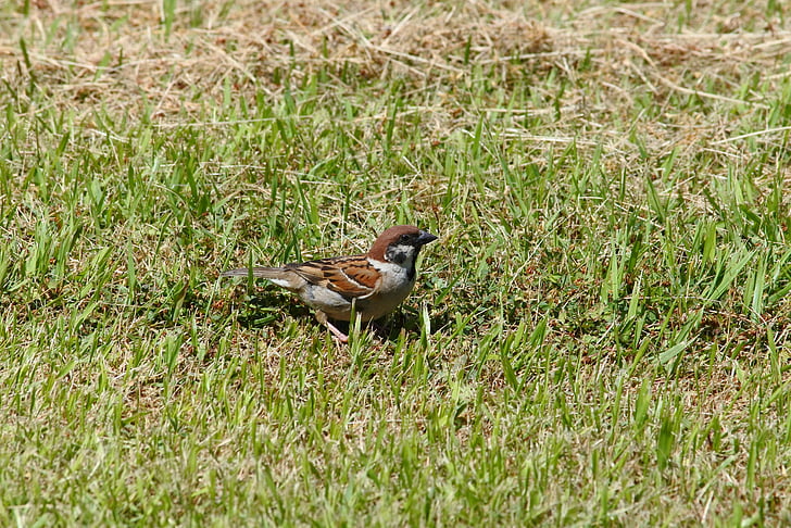 animal, park, grass, lawn, little bird, sparrow, wild birds