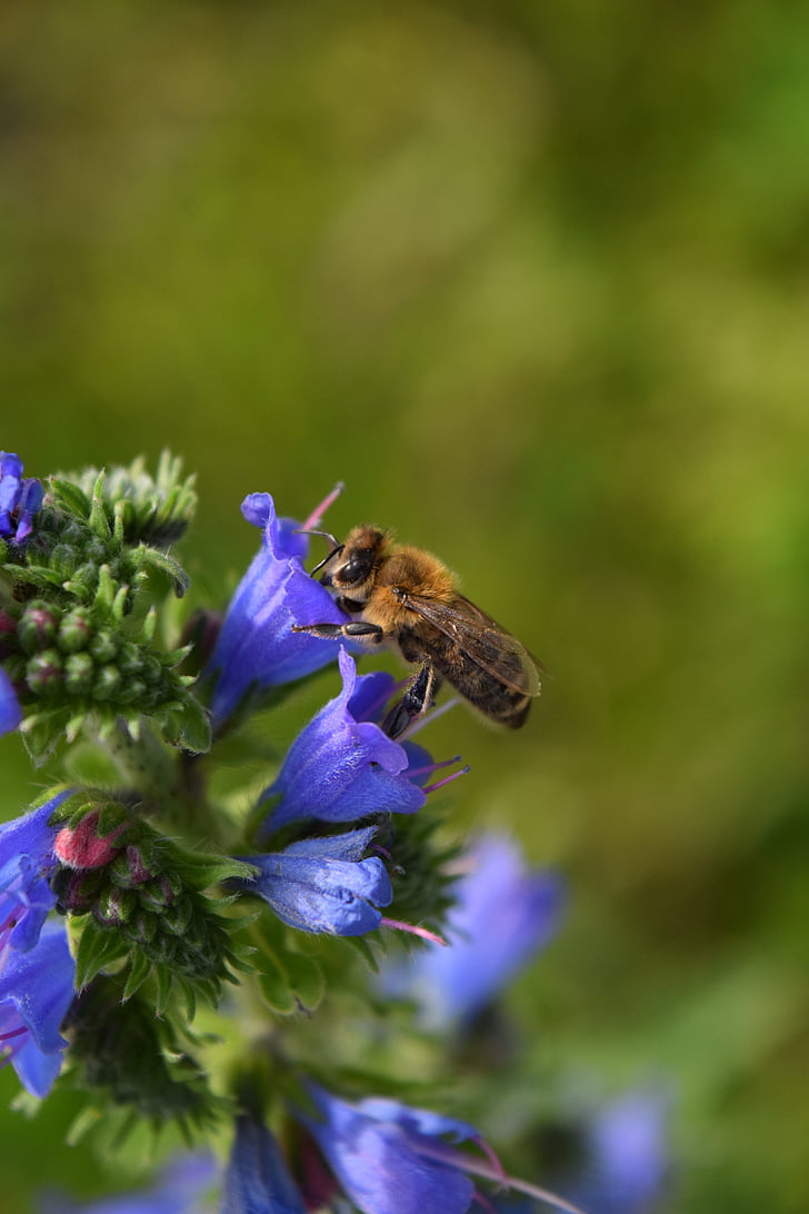 Bee, pollen, Blossom, blomst, samle, lilla, Lukk