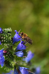 蜂, 花粉, ブロッサム, ブルーム, 収集, 紫, 閉じる