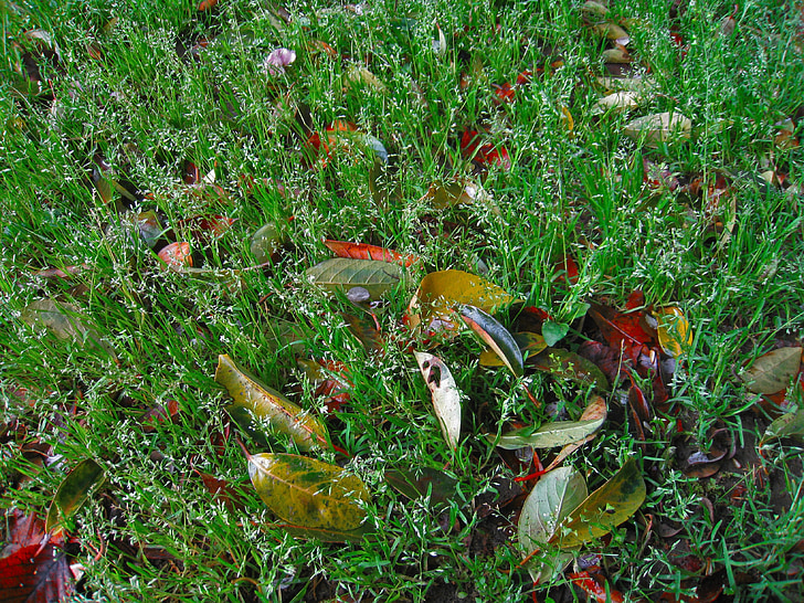 erbaccia, verde, foglie cadute, foglia, Parco di Otsu, Yokosuka, Kanagawa Giappone