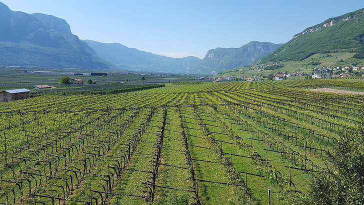 vines, valley