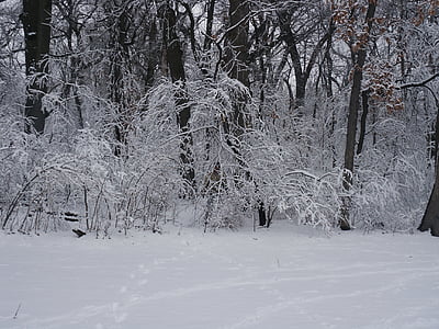 šuma, snijeg, stabla, Zima, Divljina, priroda, nepoznato