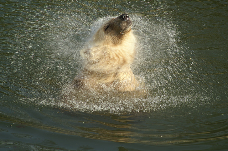 niedźwiedź polarny, hybrydowy niedźwiedź, zwierząt, drapieżnik, Niedźwiedź, Osnabrück, ssak