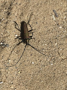 kumbang, di atas pasir, rekan, alam, serangga, hewan