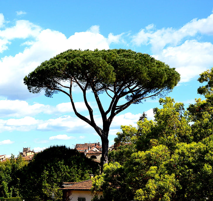 δέντρο, μεγάλο, τοπίο, Ιταλία, φύση, ουρανός, σε εξωτερικούς χώρους