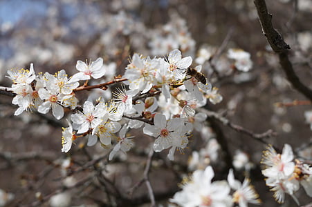 a Krím-félszigeten, erdő, virágok, tavaszi, természet, Bloom, séta