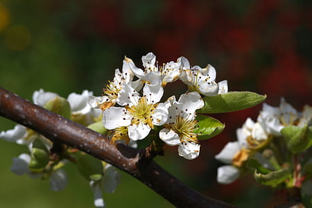 quả lê, Blossom, mùa xuân, Hoa, trái cây, trắng, Đẹp
