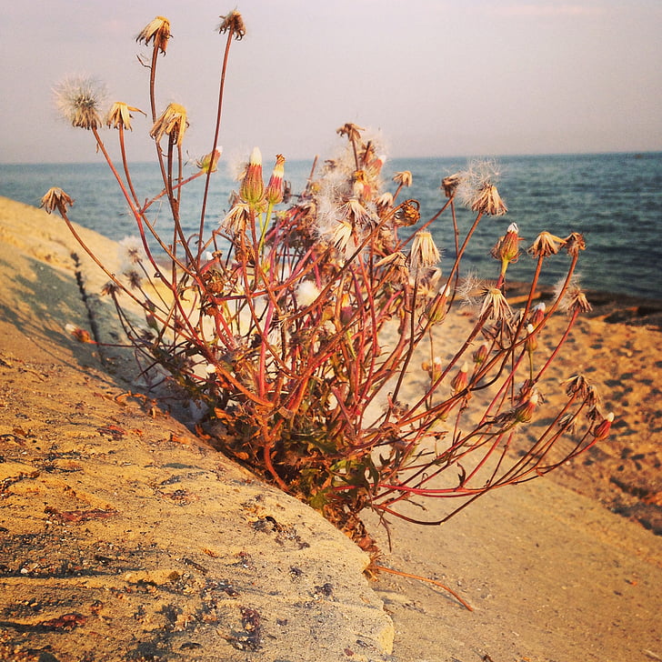 sea, flower, nature, plant, summer, dried herbs, beauty