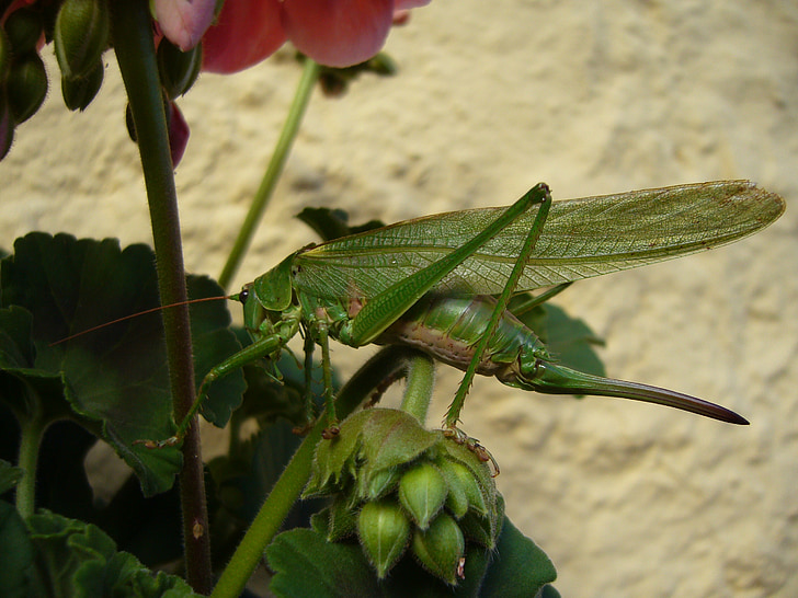 grasshopper, nature, caelifera, probe