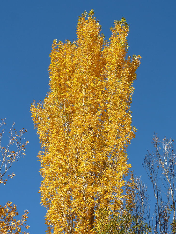 Poplar, dzeltens lapām, kas atstāj, rudens, Populus alba