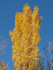 Тополя, жовті листя, падаючі листя, Осінь, populus alba