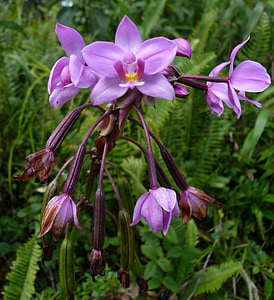 Insel, Martinique, Wilde Orchidee, lila, Blumen, Regenwald, exotische