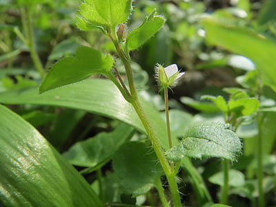 Вероника hederifolia, бръшлян листна speedwell, Wildflower, флора, ботаника, съцветие, макрос