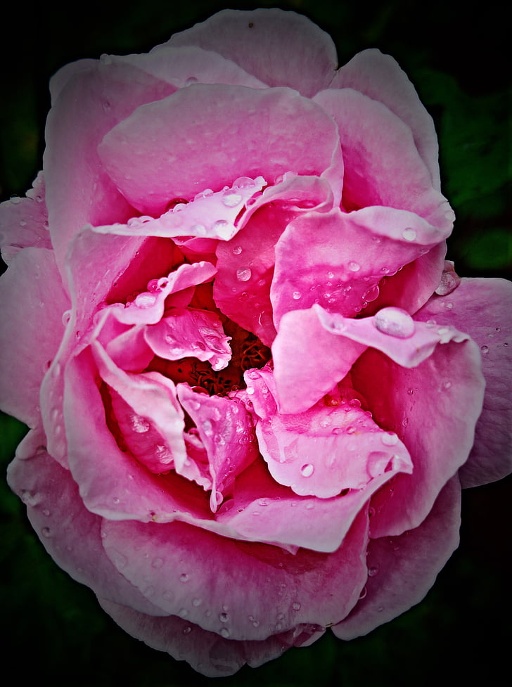 Rose bloom, klimmen rose, roze, in volle bloei, regendruppel, delicate bloemblaadjes, sluiten