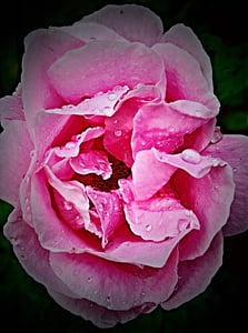 rose bloom, climbing rose, pink, in full bloom, raindrop, delicate petals, close