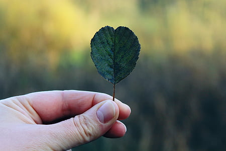 hand, leaf, autumn, finger, nature, close, green