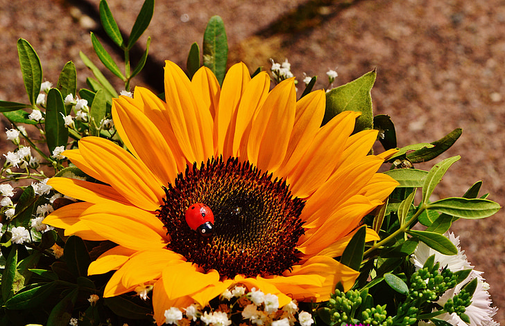 buket, Sun flower, sommer, plante, blomster