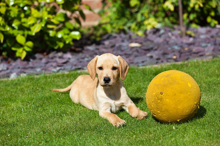 puppy, golden retriever, ball, dog, pet, pets, one animal