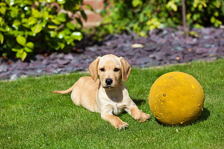 con chó con, Golden retriever, quả bóng, con chó, vật nuôi, vật nuôi, một trong những động vật