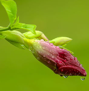 bud, droplets, drops of water, flora, floral, flower, nature