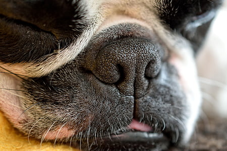 cão, detalhe, focinho, sono, fadiga, Terrier, bonito