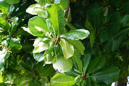 catappa, seemandel, δέντρο, πράσινο, Καραϊβική, φρούτα