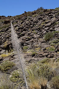 Národný park Teide, Národný park, Rock, skalné útvary, Tenerife, Kanárske ostrovy, Teide