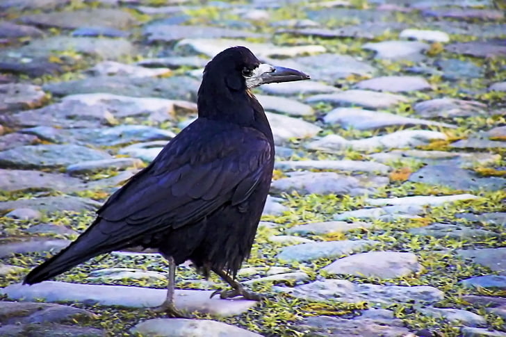 Cuervo, negro, pájaro, Raven ave, naturaleza, animal, un animal