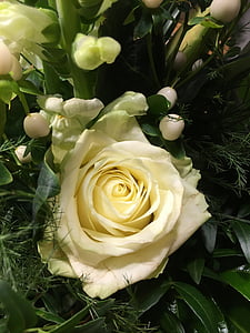 Rožė, balta, gėlė, Gamta, žiedų, žydėti, puokštė