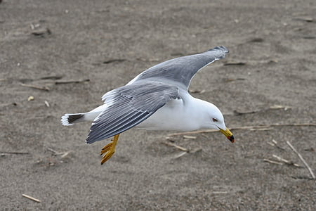 animale, coasta, plajă, sea gull, Pescăruşul, păsări marine, animale sălbatice