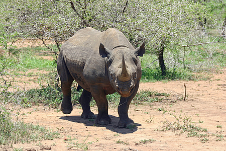 afrického nosorožca čierneho, nosorožec, Rhino, druhov, zriedkavé, Horned, nebezpečné