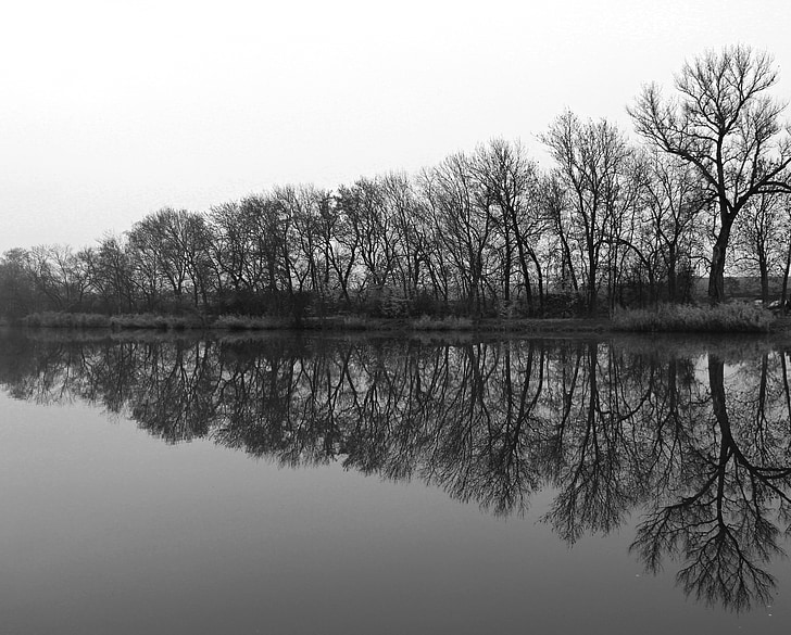 trees, water-level, nature, reflection, tree, lake, water
