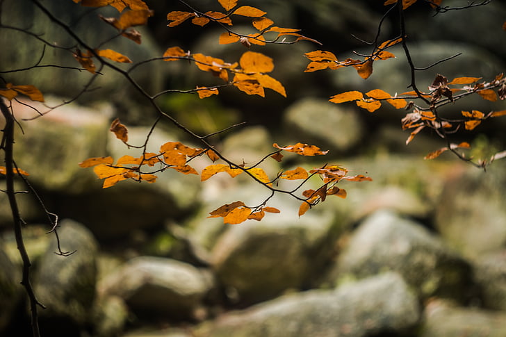 listoví, podzim, Příroda, kameny, řeka, Obří hory, list