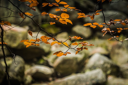Листва, Осень, Природа, камни, Река, Гигантские горы, лист