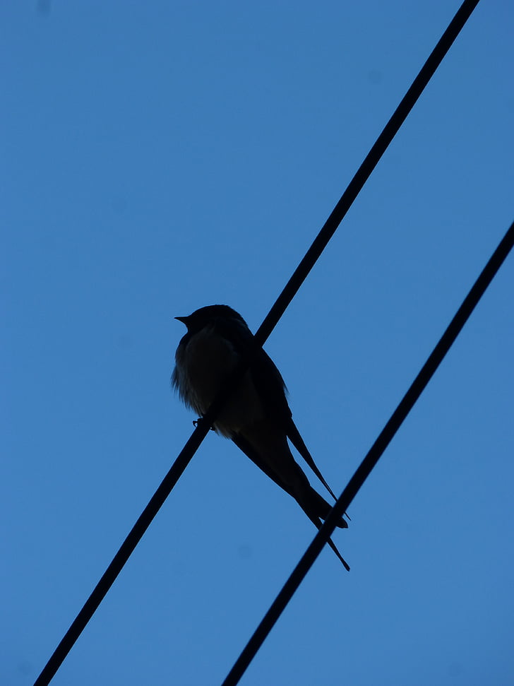 swallow, cables, silhouette, backlight