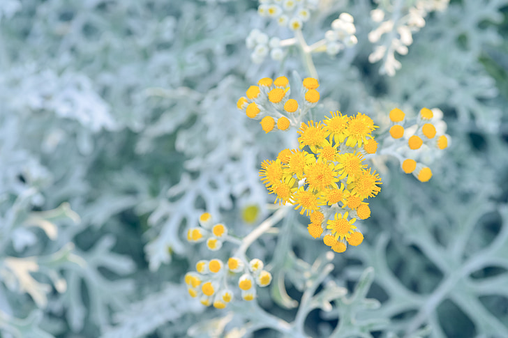 naturlig, anlegget, sølv blad, Sirota på linken, blad, blomster, gul