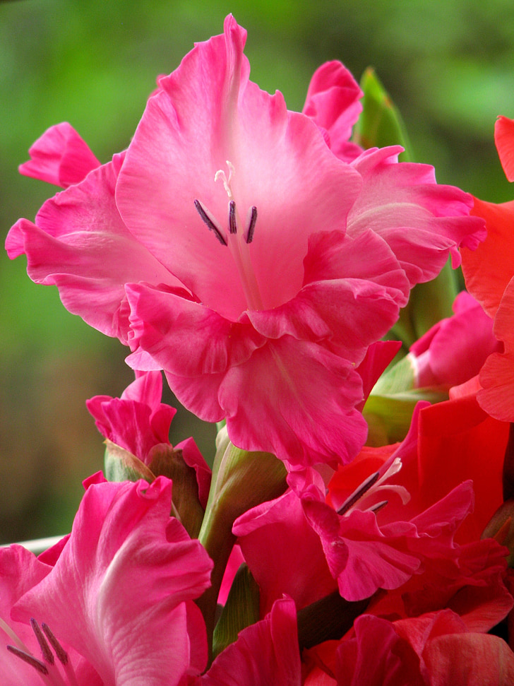 gladiolus, blomster, Pink, sommer, Bloom, blomstermotiver