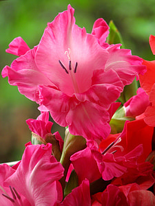 Gladiolus, blommor, Rosa, sommar, Bloom, blommig