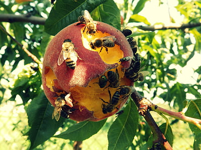 桃子, 蜜蜂, 自然, 动物, 昆虫, 宏观, 蜂蜜蜂