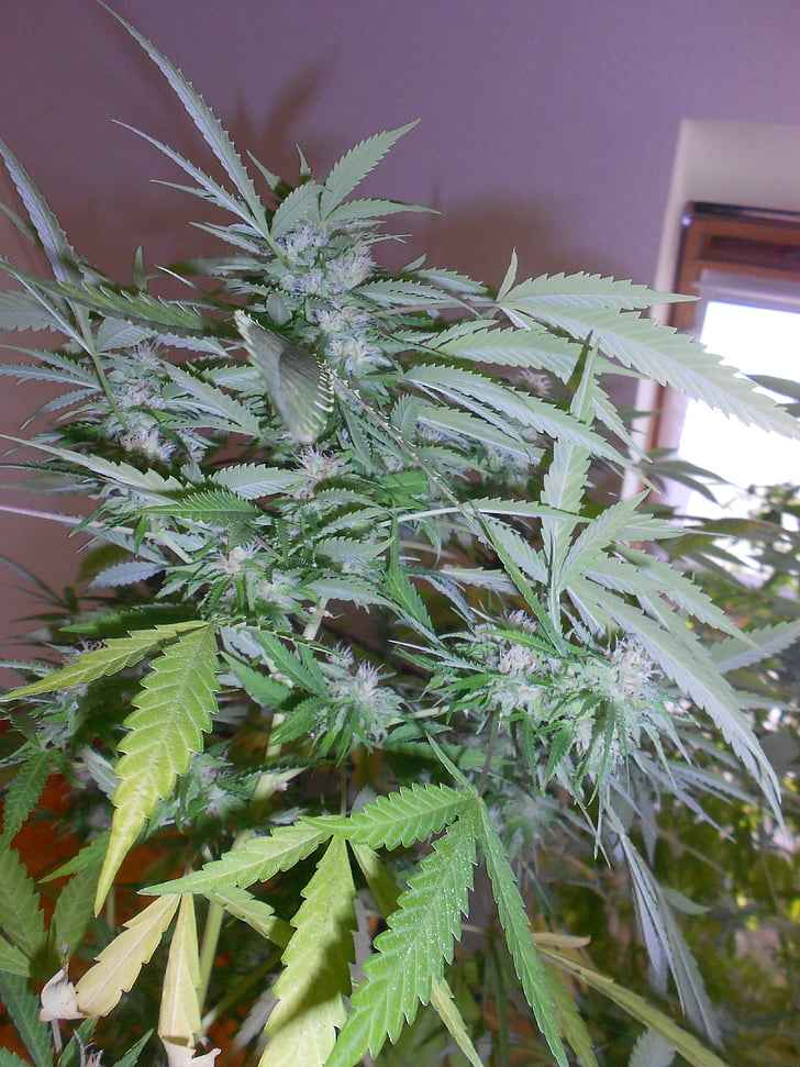 marihuana, korov, biljka