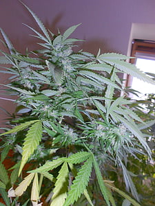 marihuanos, piktžolių, augalų