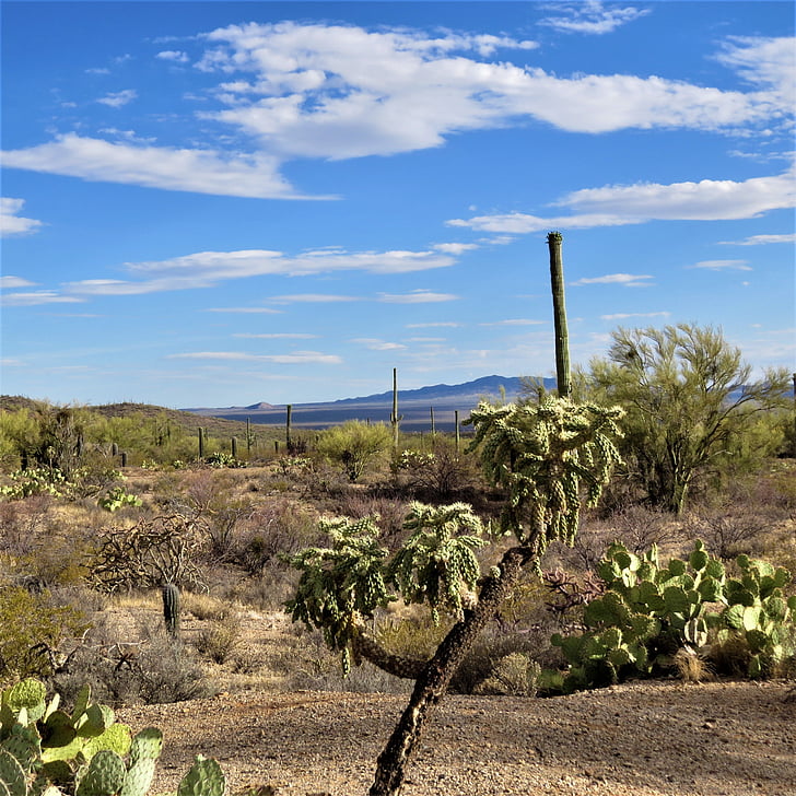 Kaktus, Pustynia, Arizona, krajobraz, niebo, Natura, Stany Zjednoczone Ameryki