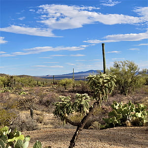 kaktus, ørkenen, Arizona, landskapet, himmelen, natur, USA